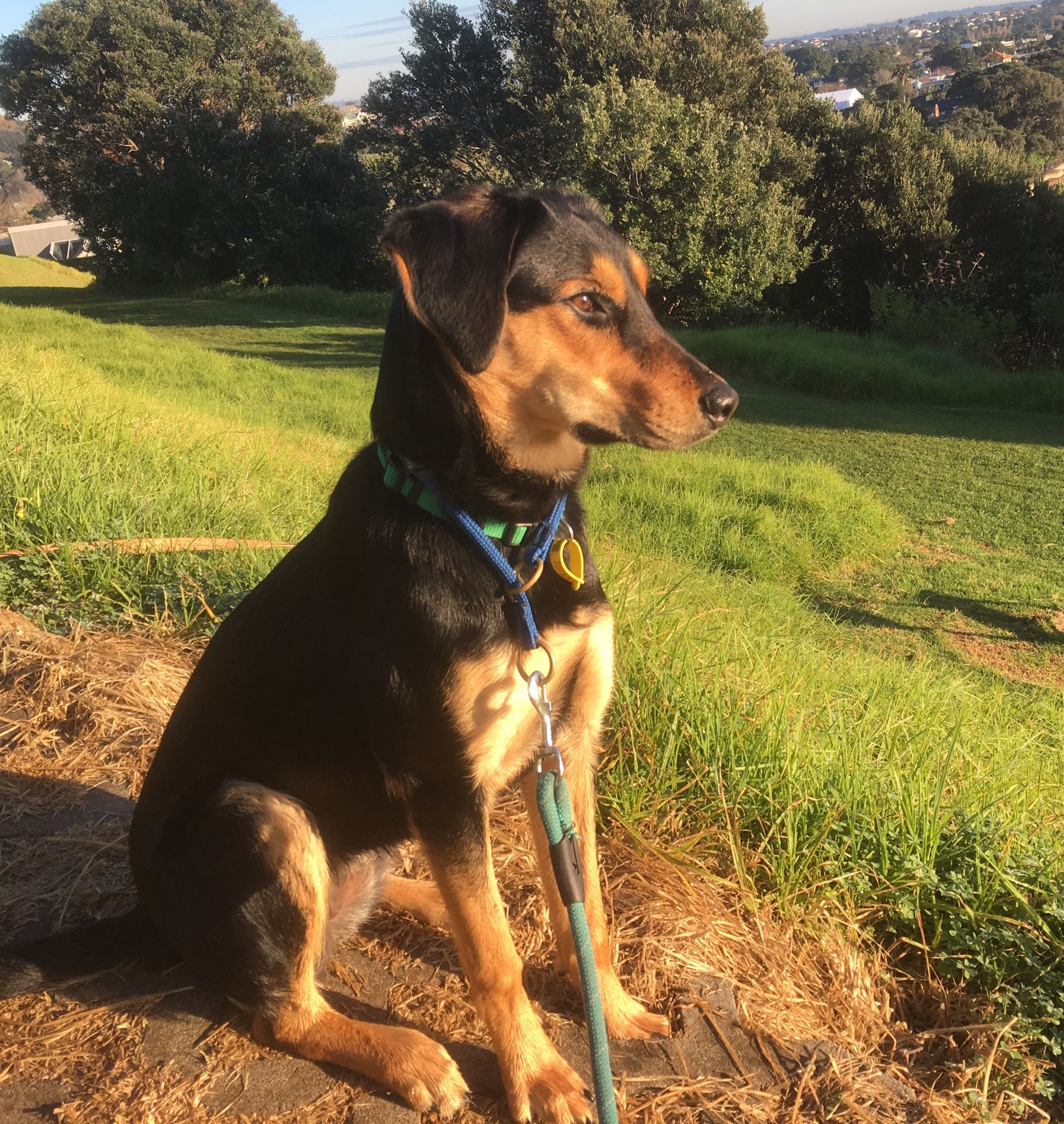 adolescent puppy muzzle