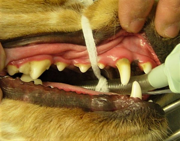 Dental Care for Dogs: Periodontal Disease - The Pet Doctors