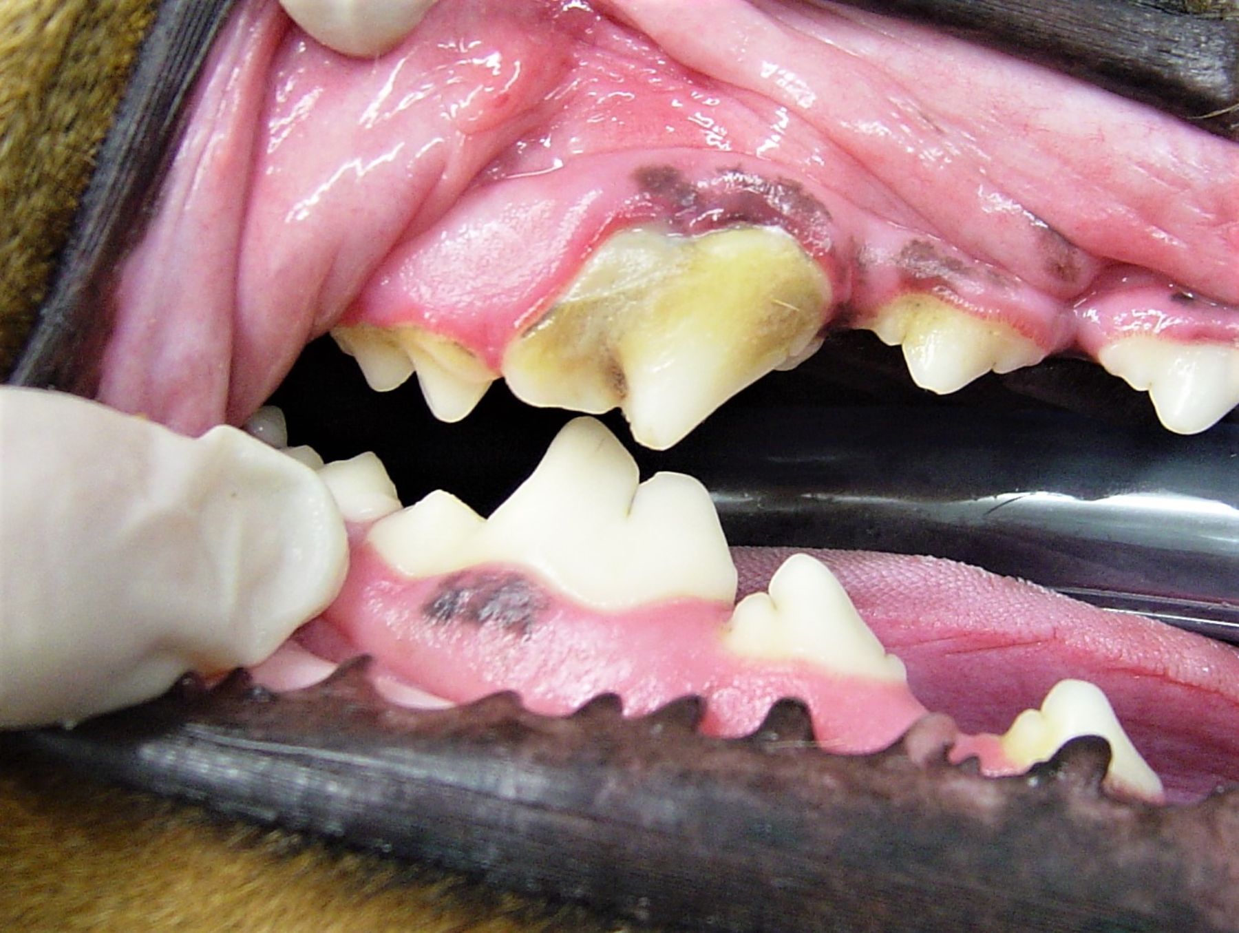 advanced periodontal disease in dogs