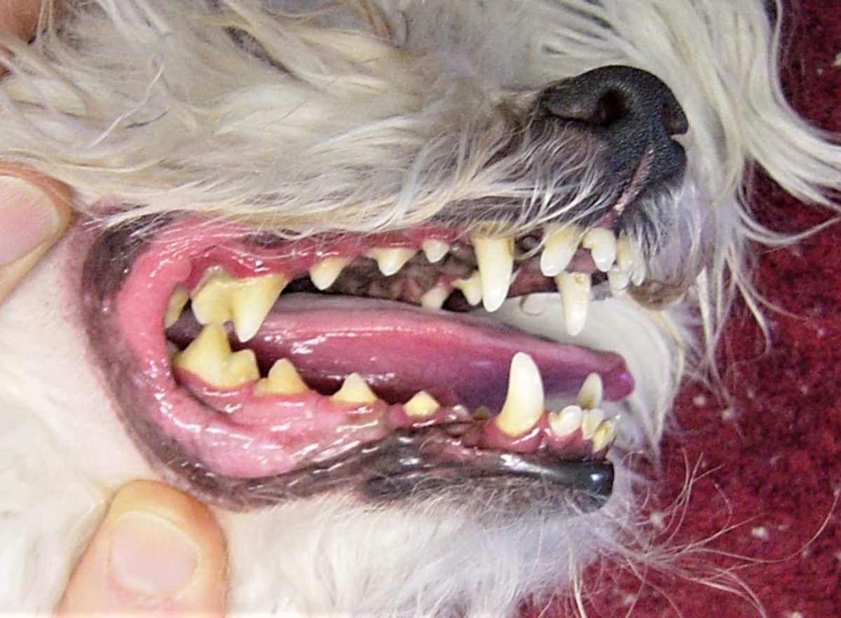 Dental Care for Dogs: Periodontal Disease - The Pet Doctors